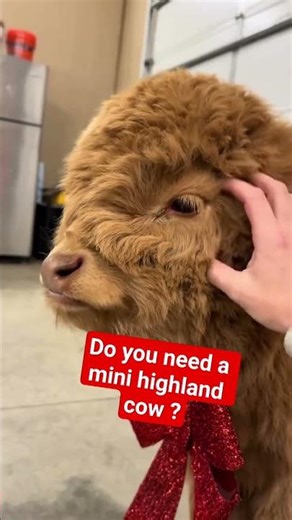 Mini Highland Cows - Mini Scottish Highland cattle - https://miniaturelivestockranch.com/