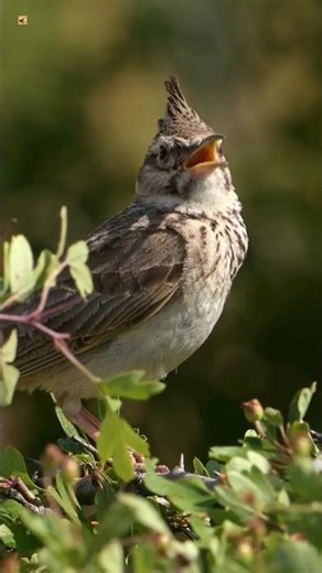 Crested Lark Bird Sounds (Closeup with audio)