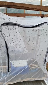 1K views · 51 reactions | Black soldier fly project going well. | Farm Up | Facebook