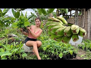 Mga bagong Tissue Culture nang Cardava Banana Variety(Saba) 4000 puno!