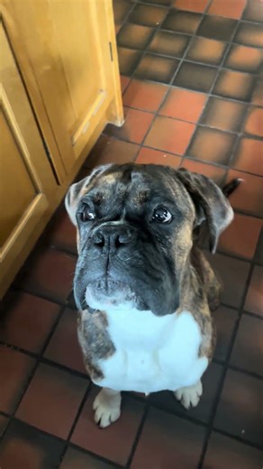Oscar, do you want ice-cream?