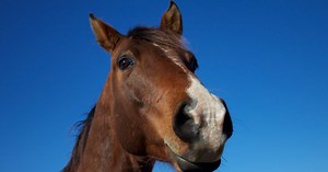 Horses Use Complex Facial Expressions Nearly Identical To Humans