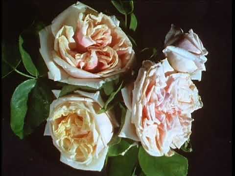 The Victorian Flower Garden Episode 3