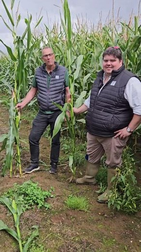 🌽 **Harvest your maize at the right maturity for maximum animal performance benefits* 🌽 Timing is everything when it comes to harvesting maize! Following these simple assessment rules will allow you to harvest maize when starch and dry matter is fully laid down - this gives fantastic intake characteristics in your livestock and then delivers supreme animal performance. Andrew and Tom explain more ⬇️ | KWS UK