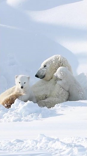 Did you know that polar bear cubs are only about 30cm long when they’re born? 🐻‍❄️ #Shorts