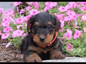 Airedale Terrier Puppies for Sale