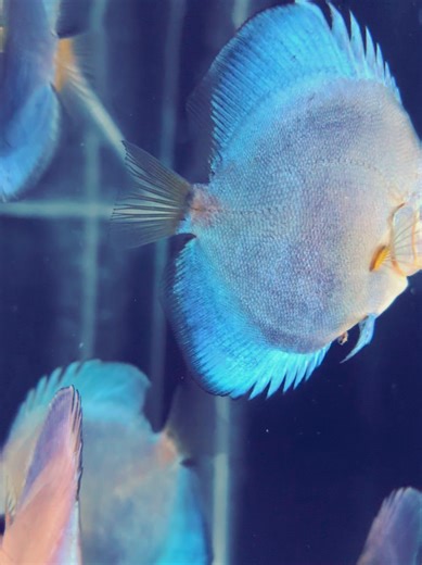 blue diamond discus 🩵🩵💙💙 #aquariumfish #bigtank #viral #discusfish #fyp