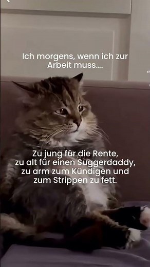 Ich morgens zur Arbeit #morgens #arbeit #funnyshorts #funny #lustigevideos #lustig