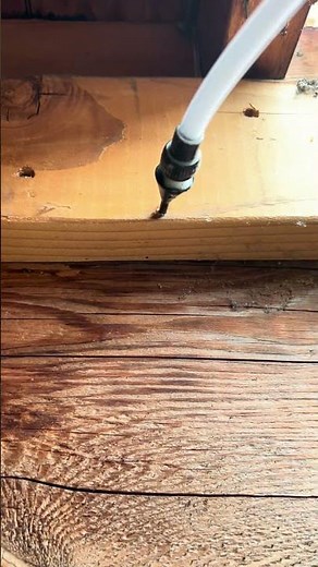 Spot treating drywood termites with Premise Foam bugproinc.com #termite #wood #satisfying