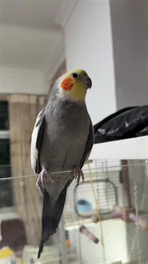 Training Cockatiels to Sing: Tips and Techniques