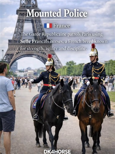 Mounted police still patrol cities across Europe. 🐎 Each country uses different horse breeds trained for crowd control and urban patrol. Did you know mounted police still exist today? #Horses #MountedPolice #HorseFacts #DidYouKnow #DK4Horse