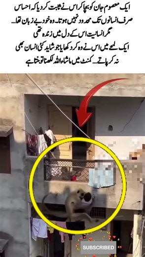 Monkey Saves Falling Child – A Heart-Touching Moment#viral #youtubeshorts #viralvideo #shortsfeed