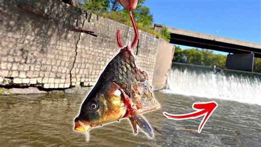 Unexpected personal best catch under a massive waterfall spillway