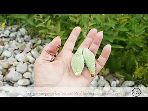 PART 1 FREE FOOD - HOW TO PICK MILKWEED PODS - WILD EDIBLES - VLOG | Connie's RAWsome kitchen