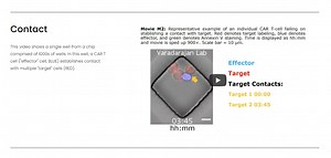 Videos: Dynamic single-cell analysis — CellChorus