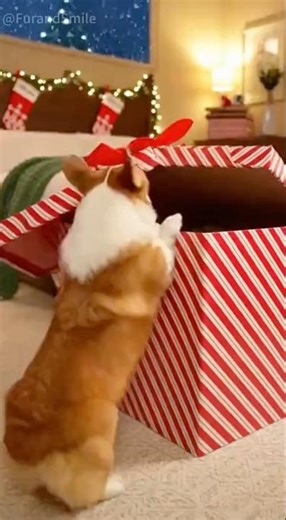 🎄🐶The best Christmas gift for a furry friend‼️#dog
