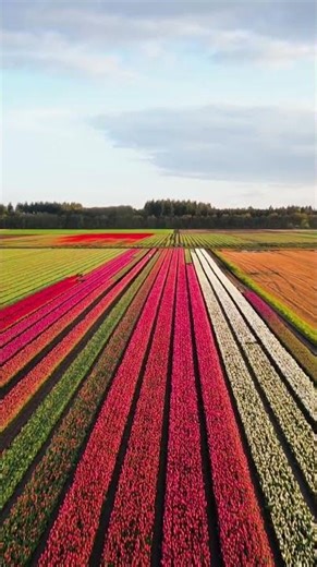 Millions of Tulips in Bloom 🌷 The Most Colorful Spring in the Netherlands