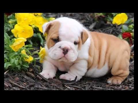cute fat puppies