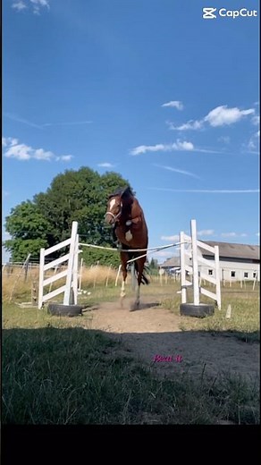 How high was your biggest jump? #horse #jumping #showjumping #beatit #equestrian