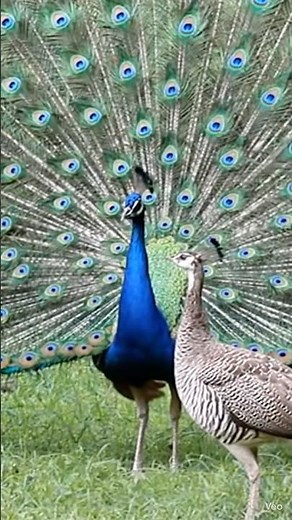 When the Peacock Dances… Suddenly a Peahen Appears 🦚 Nature’s Real Love Story