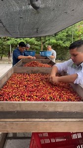 #CursosQ | Resumen del Día 1 del curso Q Processing Nivel 2. Anacafé, en colaboración con el Coffee Quality Institute (CQI), lleva a cabo el “Nivel 2 – Profesional” de este innovador programa. Con un enfoque científico y técnico, el curso abarca las prácticas esenciales para el procesamiento de café de alta calidad y la estandarización de procedimientos. #CafédeGuatemala #qprocessing | Anacafé Guatemala
