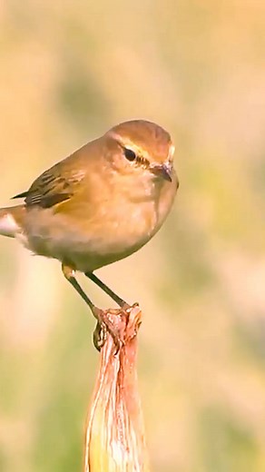 Common Chiff-chaff #reels Common Chiffchaff (Phylloscopus collybita) atau sering disebut chiffchaff saja, adalah burung penyanyi kecil yang umum ditemukan di Eropa utara dan sedang, termasuk sebagian Asia dan Afrika utara. Mereka termasuk keluarga Phylloscopidae dan dikenal dengan suaranya yang khas. Mereka berkuran sekitar 10-12 cm, tubuh sedikit gemuk, warna coklat zaitun di punggung, kekuningan pucat di perut, garis mata pucat (kadang samar) Habitat mereka di hutan terbuka, semak belukar, ser
