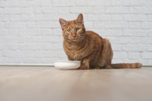 How to store dry cat food and keep it fresh: Here’s what you need to know