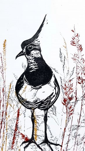 19K views · 286 reactions | It has been a while since I shared a multi process print... the Lapwings are not returning to Cornwall for the winters so it seems apporpriate to celebrate them just now. I do enjoy combining printmaking processes in this way Lino cuts are so crisp and graphic and I like that the monoprinted grasses soften that. . . . . . . . #linocut #monoprint #printmaking | Impressions of Nature | Facebook