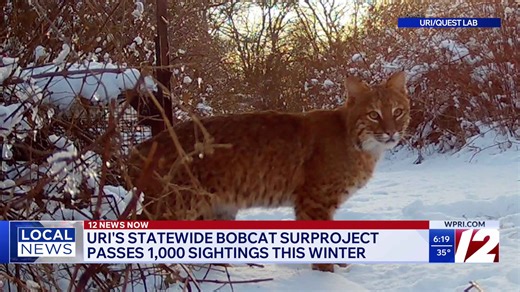 URI's statewide bobcat project passes 1,000 sightings this winter