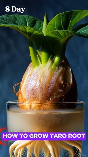 How To Grow Taro Root || #grow #trending #viral #taroroot #vagetables #USA #usa