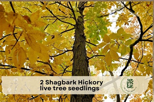 2 Shagbark Hickory Live Tree Seedlings - Etsy