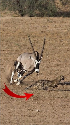 Cheetah, Lion Vs Oryx Amazing Battle #lion #cheetah #lionattack