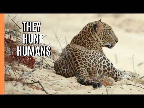 Man Eaters: When Leopards Hunt Humans | Full Documentary