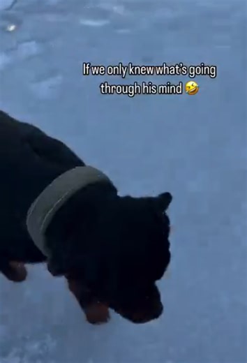 Silly puppy antics that will make you laugh