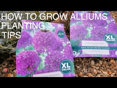 How to Plant & Grow Alliums.