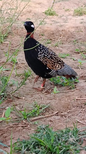 Guinea Fowl Behavior: Insights into Their Unique Traits