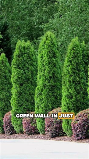 🌿 Looking for a natural way to add privacy to your backyard?