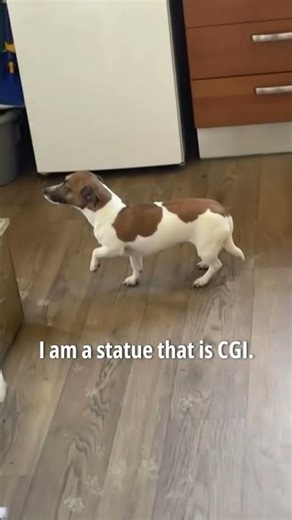 Funny Animal Videos voice overs English - Ep. 17-19.. #funnydubbing #animalvoiceover #funnydub