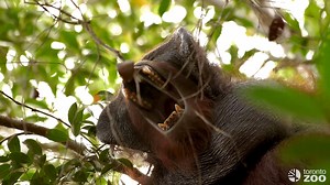 Did you know the orangutans at the Zoo help their wild counterparts? Watch to learn more about how Budi, Jingga, and Kemabli are a part of a dental study to help better understand orangutan development in wild populations 🦧 | The Toronto Zoo