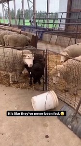 179K views · 876 reactions | Almost had it Carol. Eh ta be. . . #reels #sheep #farming #feed #hungry #talk #funny #pail #haveyoueverneededsomeonesobad #defleppard #sheepishlyme | Sandi Brock - Sheepishly Me. | Facebook