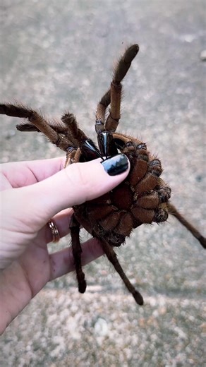 HUGE spider fangs | Tarantula Kat