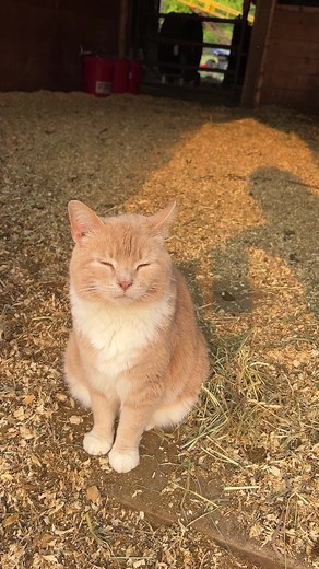 11K views · 803 reactions | Wonder why? 藍 #reels #sassy #rescue #feral #cat #farmlife #onehappyassfarm #cute #cats #mentalhealth #therapy | One Happy Ass Farm | Facebook