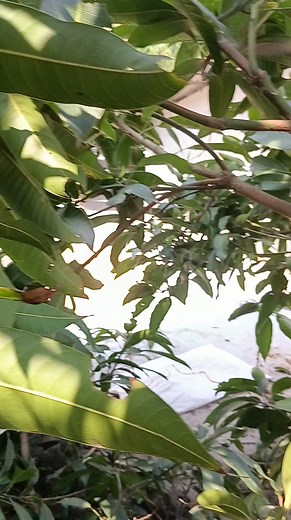 Mango | Cooking Home