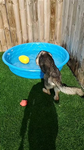 Sunset Acres Pet Lodge on TikTok