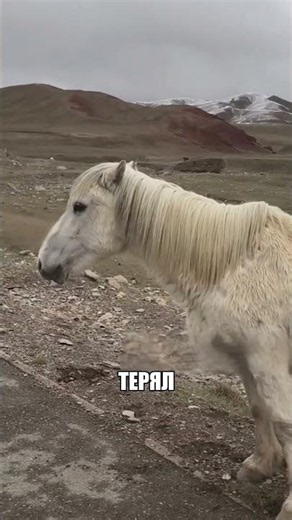 Все боялись подойти кроме НЕГО😱🐴🔥