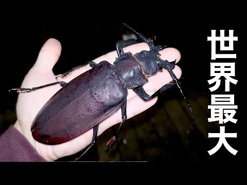 I caught Titanus Giganteus in the South American forest!