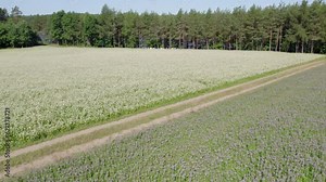 Buckwheat field on a sunny morning. Large fields in the morning sun, near the forest. Buckwheat honey, hives and bees producing buckwheat honey.