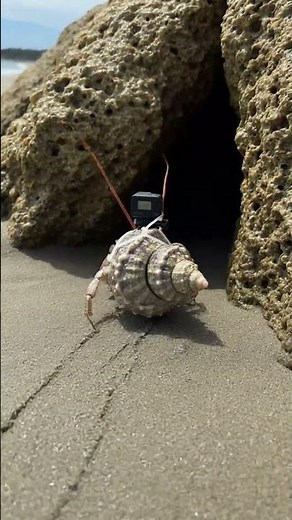 Hermit Crab POV | Micro Camera Journey Inside Hidden Underground Colony