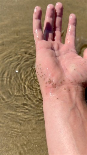 Infested with Sand Piranhas! #animals #nature | Jacob Colvin