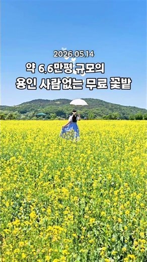 실시간 유채꽃밭!!